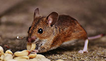 24 Hour & Emergency Exterminators in Nash, ND